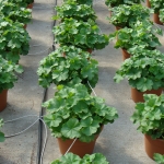 Large Pots of Zonal Geraniums