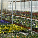 Our growing greenhouse full of pansies