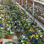 Pansy Bowls