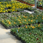 More Pansies!