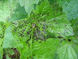four lined plant bug leaf