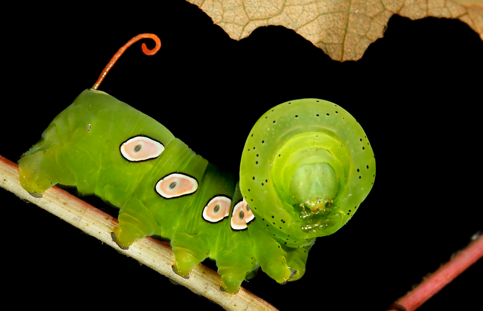 caterpillarlabsphinx