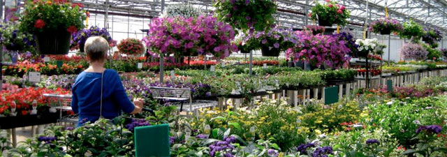 Contact Us Wentworth Greenhouses