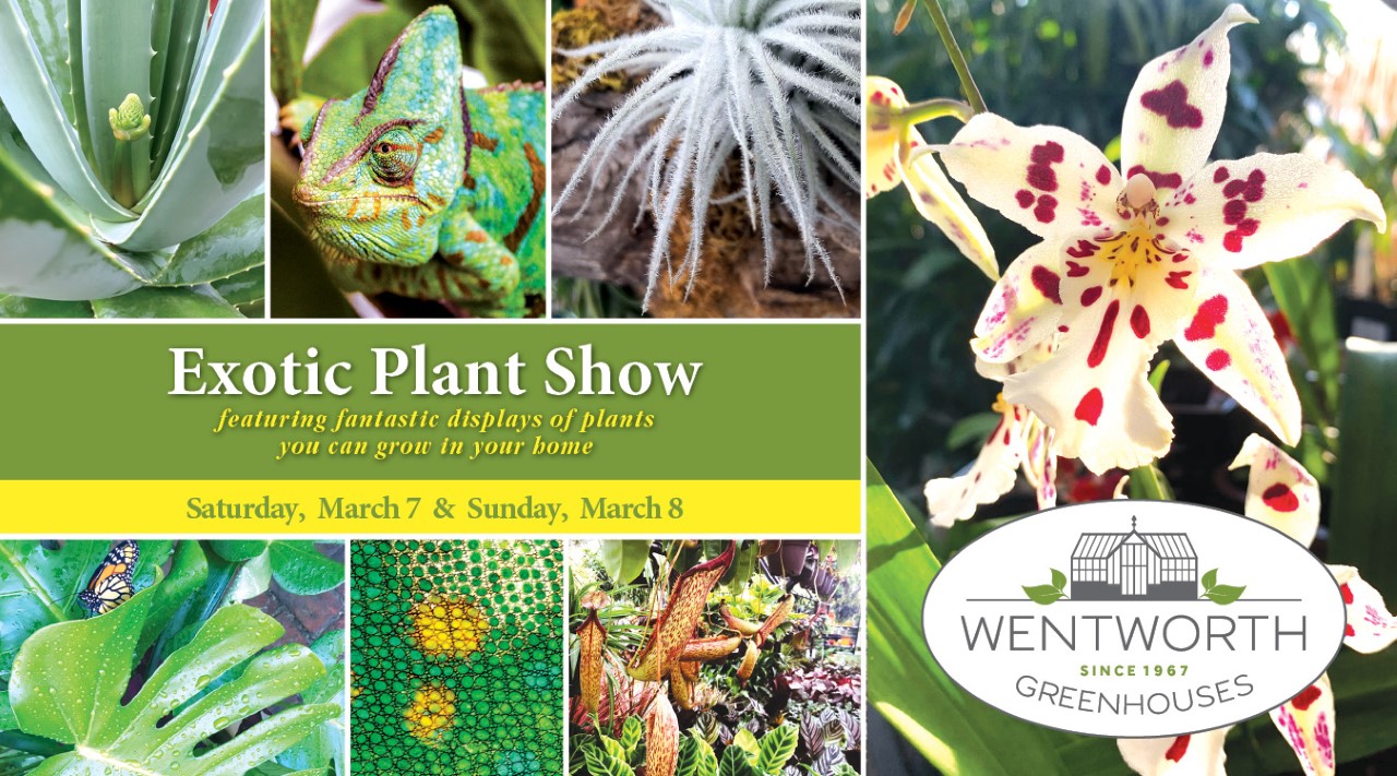 Exotic Plant Show March 7th 8th 2020 Wentworth Greenhouses